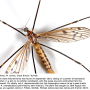 Achyrolimonia neonebulosa : habitus - male Achyrolimonia neonebulosa : habitus - male