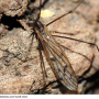 Achyrolimonia neonebulosa : habitus - male Achyrolimonia neonebulosa : habitus - male