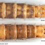 Achyrolimonia neonebulosa : body part(s) - abdomen Achyrolimonia neonebulosa : body part(s) - abdomen