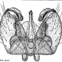 Achyrolimonia neonebulosa : hypopygium Achyrolimonia neonebulosa : hypopygium