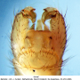 Achyrolimonia neonebulosa : hypopygium Achyrolimonia neonebulosa : hypopygium