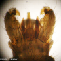 Achyrolimonia neonebulosa : hypopygium Achyrolimonia neonebulosa : hypopygium