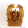 Achyrolimonia neonebulosa : hypopygium Achyrolimonia neonebulosa : hypopygium