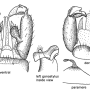 Achyrolimonia neonebulosa : hypopygium Achyrolimonia neonebulosa : hypopygium