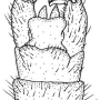Achyrolimonia neonebulosa : hypopygium Achyrolimonia neonebulosa : hypopygium