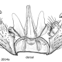 Achyrolimonia neonebulosa : hypopygium Achyrolimonia neonebulosa : hypopygium