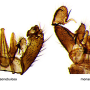 Achyrolimonia neonebulosa : hypopygium Achyrolimonia neonebulosa : hypopygium