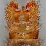 Achyrolimonia neonebulosa : hypopygium Achyrolimonia neonebulosa : hypopygium
