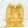 Achyrolimonia neonebulosa : hypopygium Achyrolimonia neonebulosa : hypopygium
