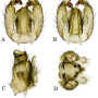 Achyrolimonia neonebulosa : hypopygium Achyrolimonia neonebulosa : hypopygium