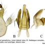 Achyrolimonia neonebulosa : hypopygium Achyrolimonia neonebulosa : hypopygium