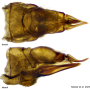 Achyrolimonia neonebulosa : ovipositor Achyrolimonia neonebulosa : ovipositor
