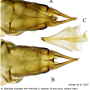 Achyrolimonia neonebulosa : ovipositor Achyrolimonia neonebulosa : ovipositor