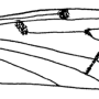 Achyrolimonia neonebulosa : wing Achyrolimonia neonebulosa : wing