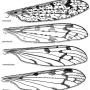 Achyrolimonia neonebulosa : wing Achyrolimonia neonebulosa : wing