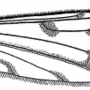 Achyrolimonia neonebulosa : wing Achyrolimonia neonebulosa : wing