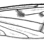 Achyrolimonia neonebulosa : wing Achyrolimonia neonebulosa : wing