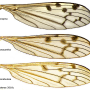 Achyrolimonia neonebulosa : wing Achyrolimonia neonebulosa : wing
