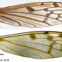 Achyrolimonia neonebulosa : wing Achyrolimonia neonebulosa : wing