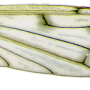 Achyrolimonia neonebulosa : wing Achyrolimonia neonebulosa : wing