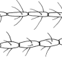 Austrolimnophila (Archilimnophila) harperi : body part(s) - antenna