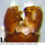 Austrolimnophila (Archilimnophila) harperi : hypopygium