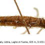Austrolimnophila (Archilimnophila) unica : body part(s) - abdomen