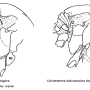 Cylindrotoma distinctissima : body part(s) - thorax