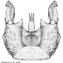Cylindrotoma distinctissima : hypopygium
