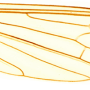 Cylindrotoma distinctissima : wing
