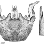 Cylindrotoma nigriventris : hypopygium