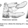 Cylindrotoma nigriventris : ovipositor