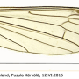 Cylindrotoma nigriventris : wing