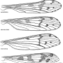 Dactylolabis (Dactylolabis) transversa : wing