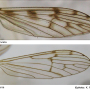 Dactylolabis (Dactylolabis) transversa : wing