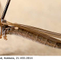 Neolimnophila placida : habitus - female