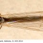 Neolimnophila placida : habitus - female