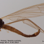Neolimnophila placida : habitus - male