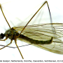 Neolimnophila placida : habitus - male
