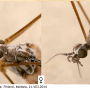 Neolimnophila placida : body part(s) - head and antenna