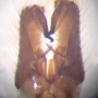 Neolimnophila placida : hypopygium