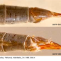 Neolimnophila placida : ovipositor