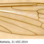 Neolimnophila placida : wing