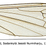Neolimnophila placida : wing