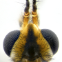 Nephrotoma tenuipes : body part(s) - head