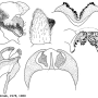 Nephrotoma tenuipes : hypopygium