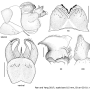 Nephrotoma tenuipes : hypopygium