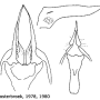 Nephrotoma tenuipes : ovipositor