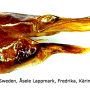Nephrotoma tenuipes : ovipositor
