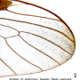 Nephrotoma tenuipes : wing